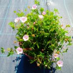 Pakost kantabrijský (Geranium × cantabrigiense) ‘BIOKOVO’ - výška-10 cm, priemer-10-20cm, kont. C2L